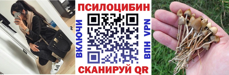 Псилоцибиновые грибы Magic Shrooms  где продают наркотики  Шилка 